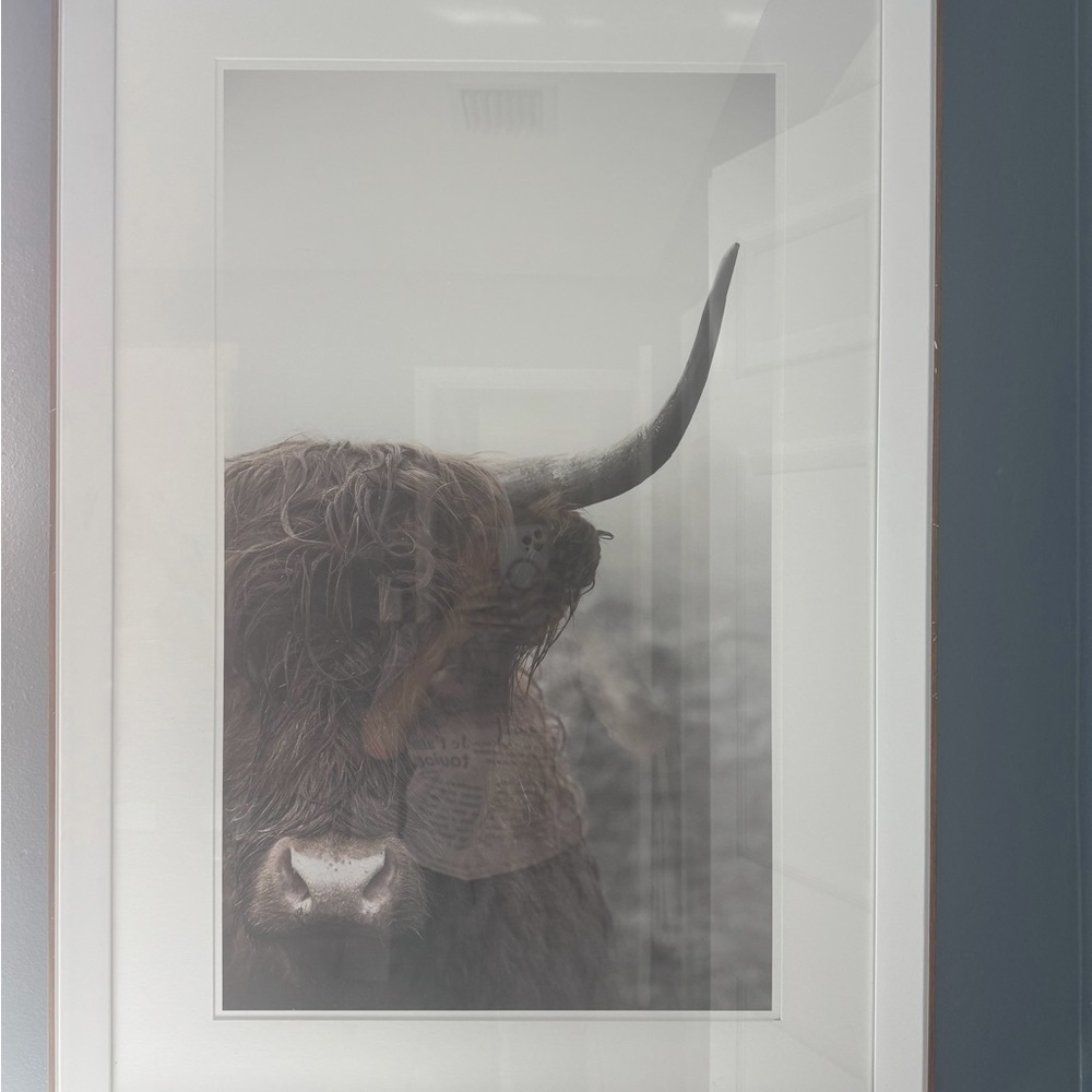 Framed Highland Cow Art Print